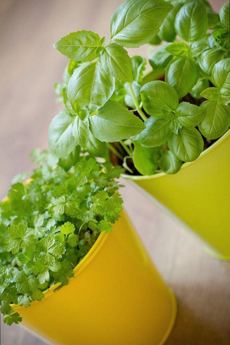Plant Care Nest look 1
