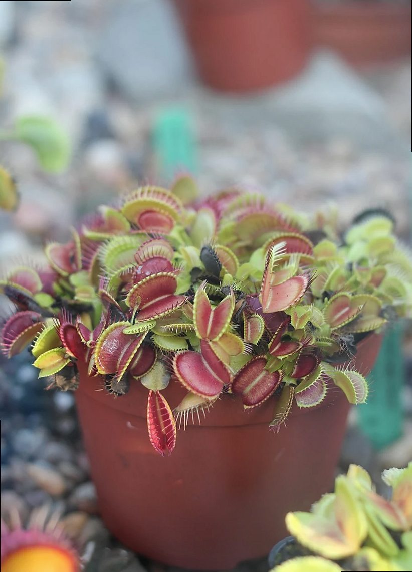 Plant Care Nest look 5