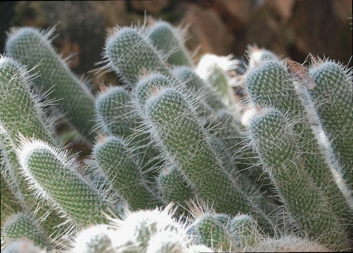 Plant Care Nest look 6