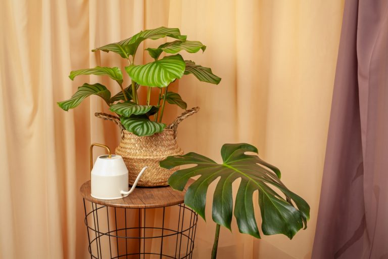 If you want to create a lush indoor jungle, here are the most common mistakes people make when caring for indoor plants that you should try to avoid: