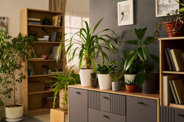 The age-old question that has plagued plant parents for centuries: how often should you water your indoor plants?